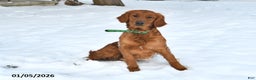 Golden Retriever dogs for sale: Dasher - Ad 6