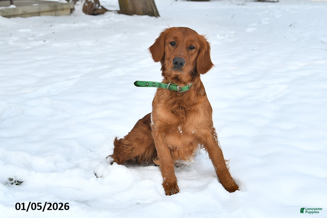 Golden Retriever dogs for sale: Dasher - Ad 6