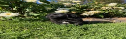 Newfoundland dogs for sale: Roses - Ad 13