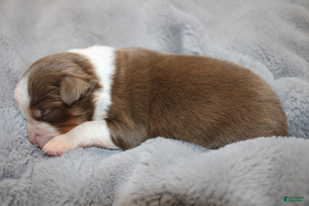 Miniature Australian Shepherd dogs for sale: Bread - Ad 6