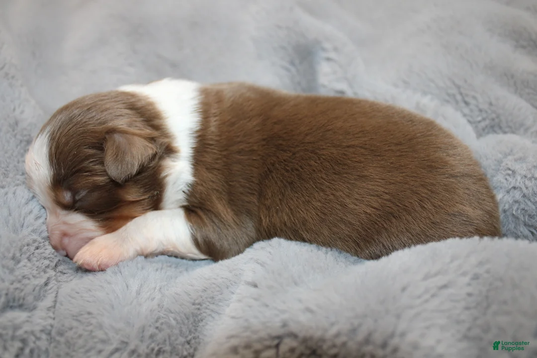 Miniature Australian Shepherd dogs for sale: Bread - Ad 7