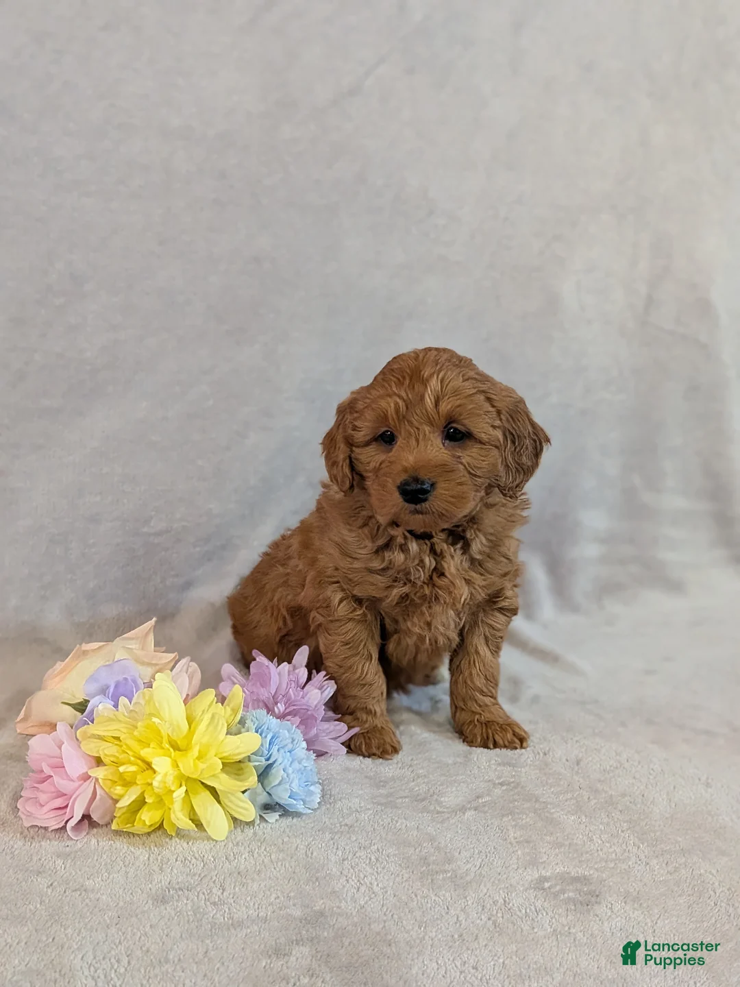 Mini Goldendoodle dogs for sale: Gianna  - Ad 9