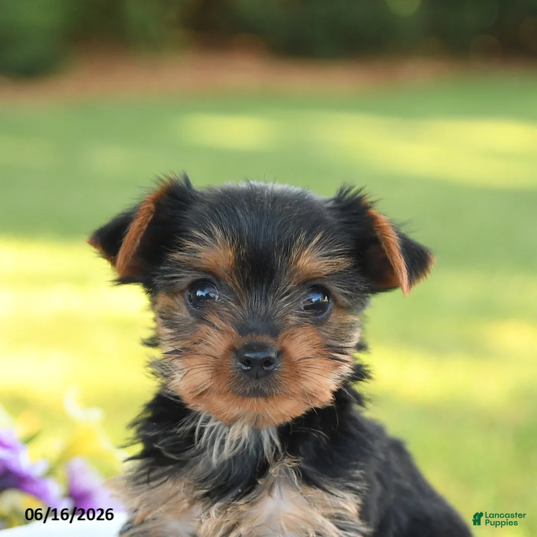 Yorkshire Terrier dogs for sale: Diamond - Ad 5