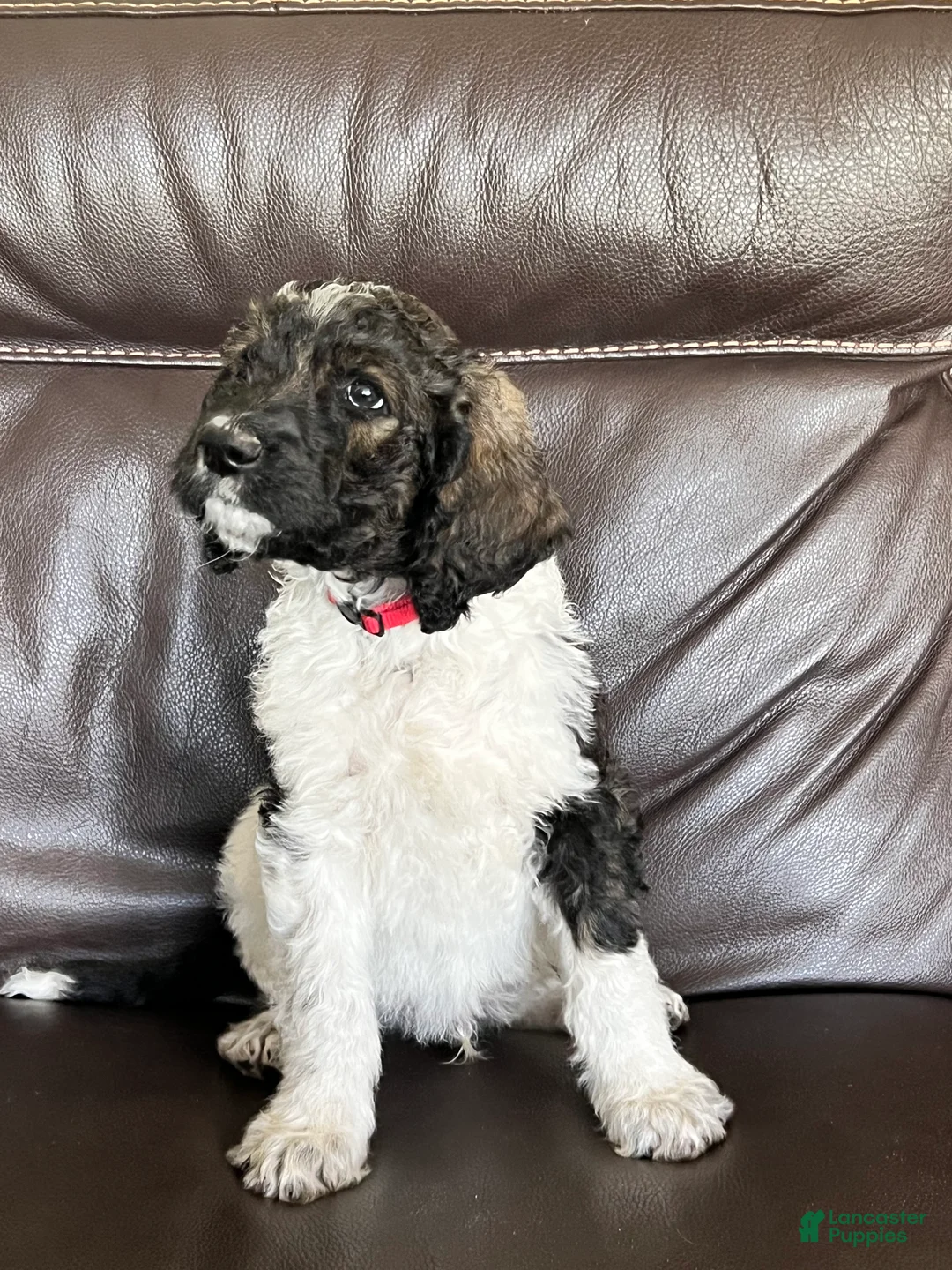 Mixed Breed dogs for sale: Cowboy  - Ad 2