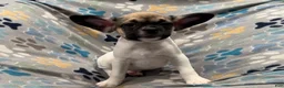 Frug dogs for sale: Olive - Ad 2