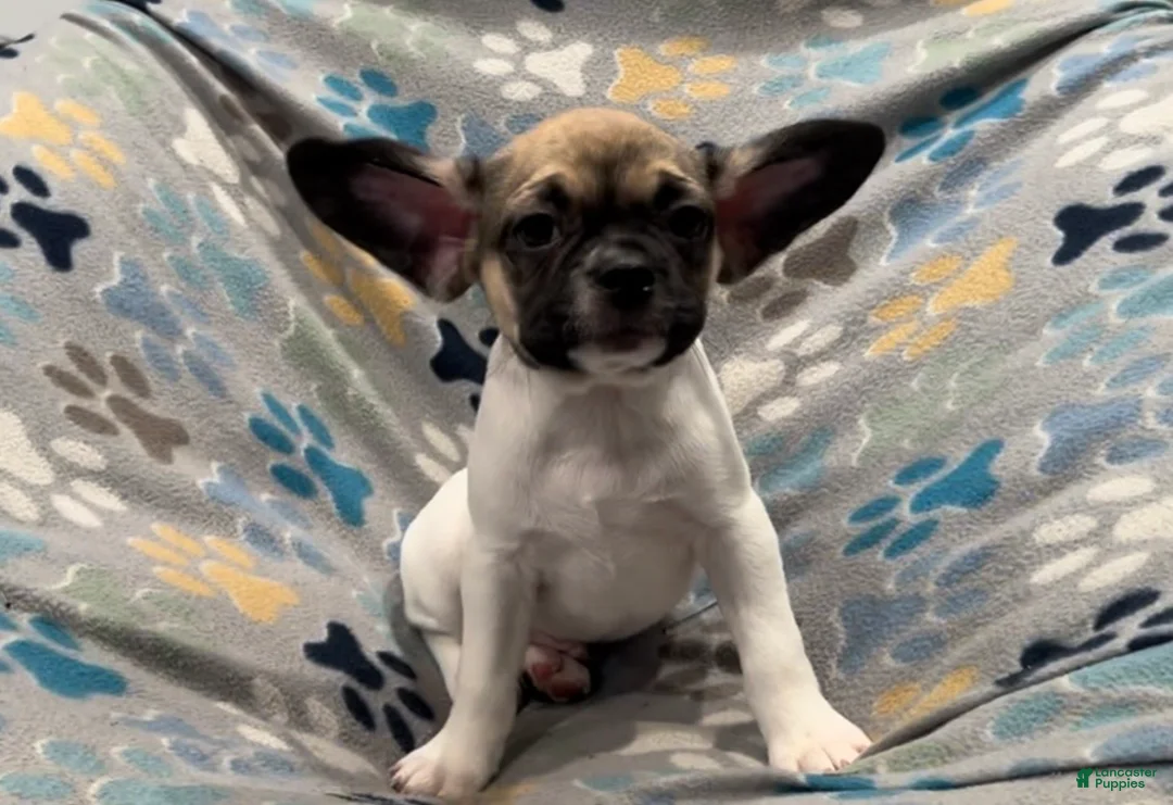 Frug dogs for sale: Olive - Ad 2