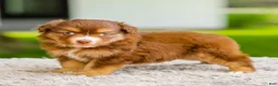 Miniature Australian Shepherd dogs for sale: Millie - Ad 6