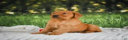 Golden Retriever dogs for sale: Jack - Ad 10