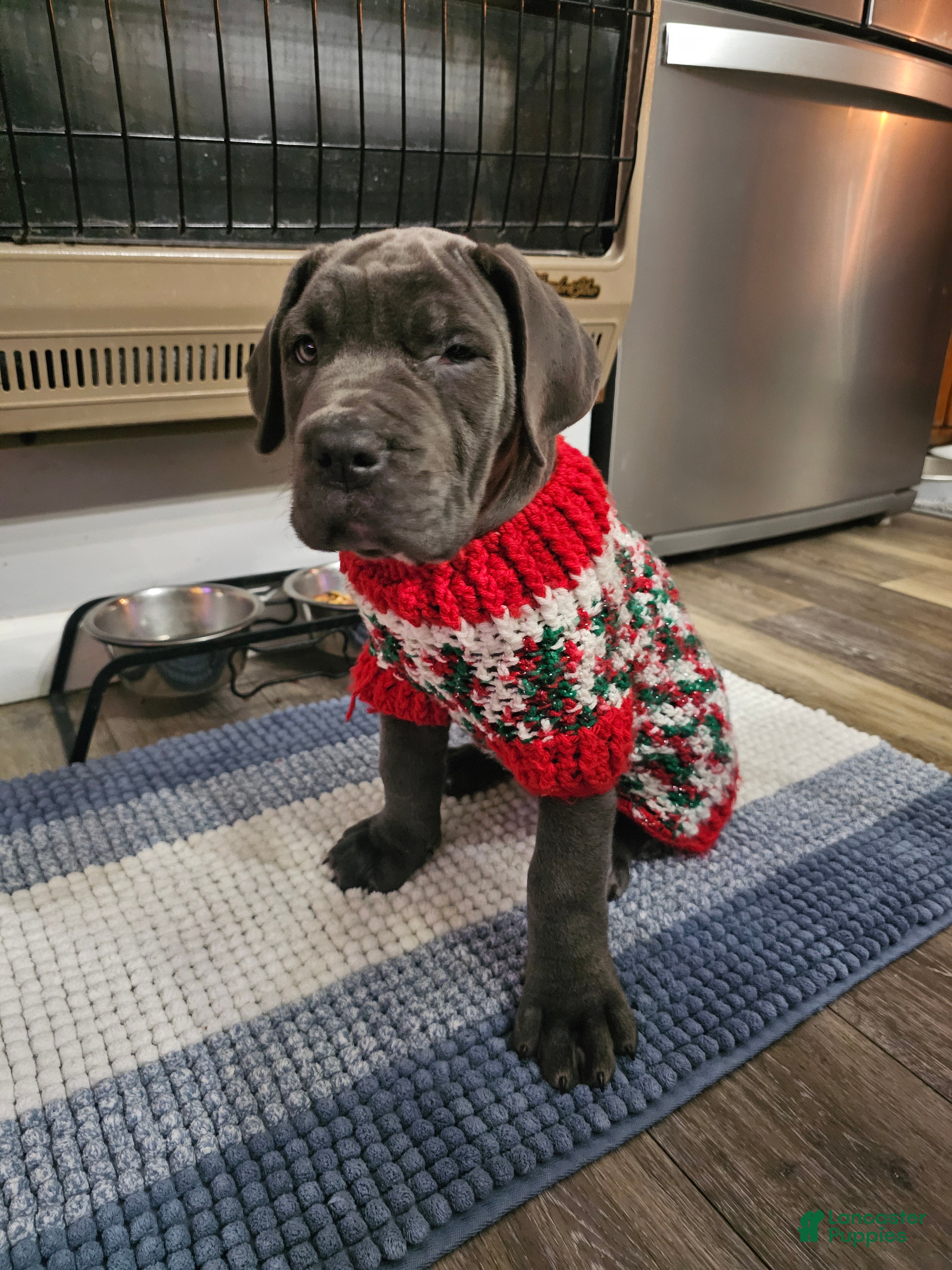 Cane Corso dogs Scarlett - Ad 35
