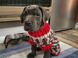 Cane Corso dogs Scarlett - Ad 36