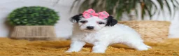 Yorkiepoo dogs for sale: Bliss - Ad 4