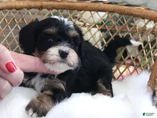 Cavapoo dogs Autumn's #3 Female - Ad 42