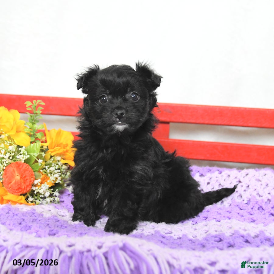 Chipoo dogs Muffin - Ad 2