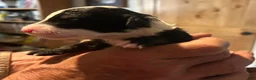 Sheepadoodle dogs for sale: Eleanor - Ad 2