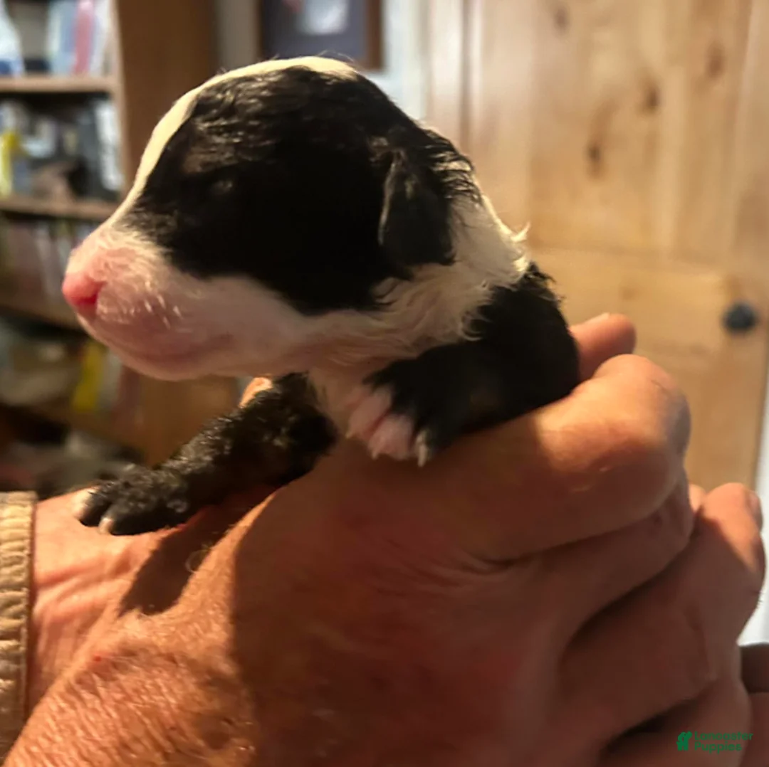 Sheepadoodle dogs for sale: Eleanor - Ad 2
