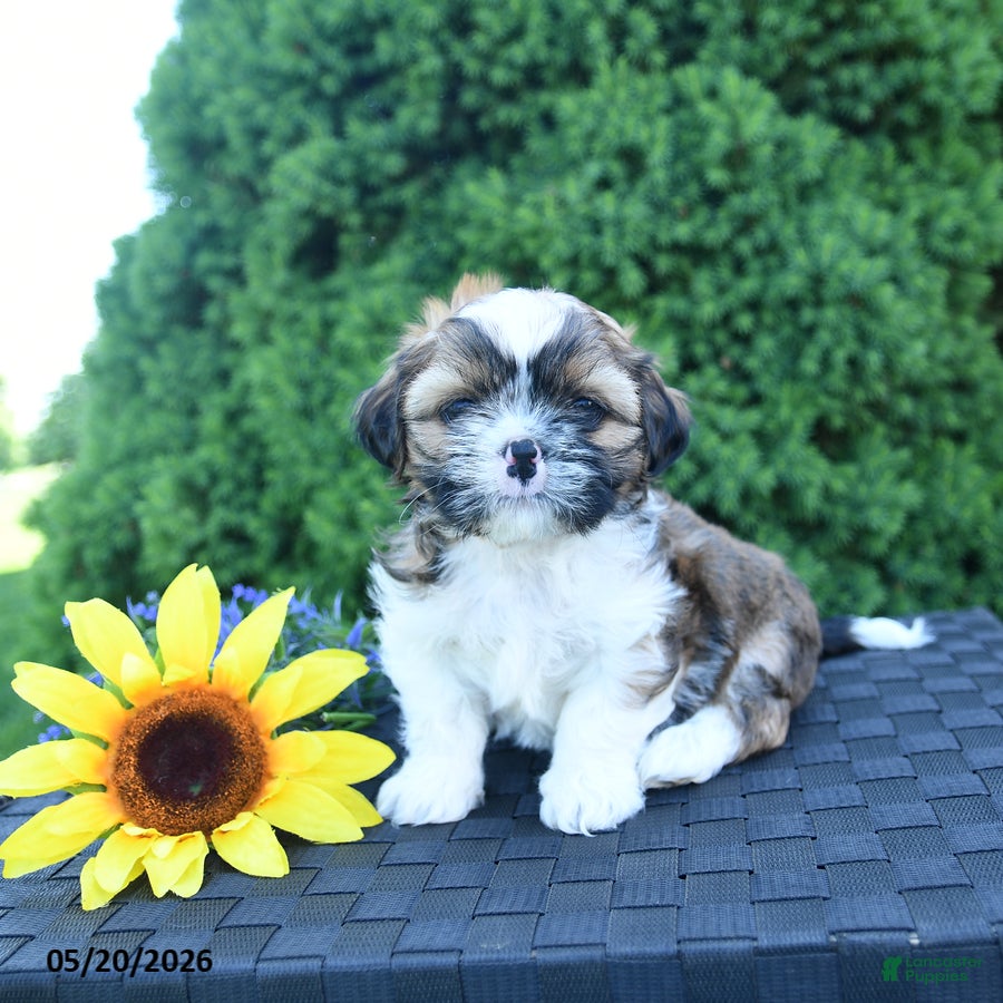 Shih Tzu dogs for sale: Espresso - Ad 3