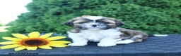 Shih Tzu dogs for sale: Espresso - Ad 1