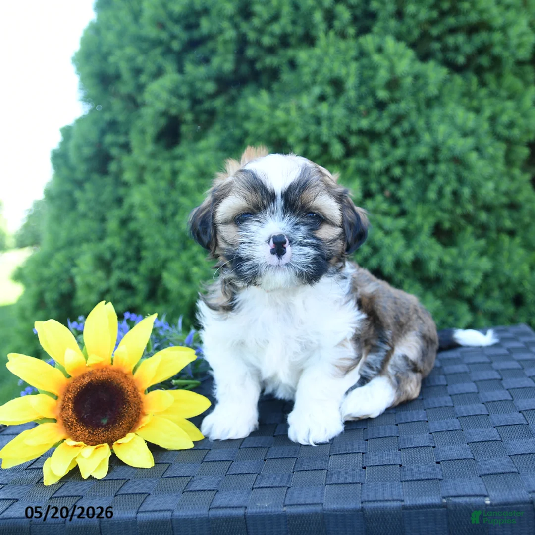 Shih Tzu dogs for sale: Espresso - Ad 1