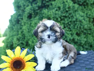 Shih Tzu dogs for sale: Espresso - Ad 3