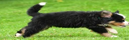 Bernese Mountain Dog dogs for sale: Nellie - Ad 8