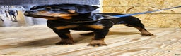 Rottweiler dogs for sale: Bessie - Ad 7