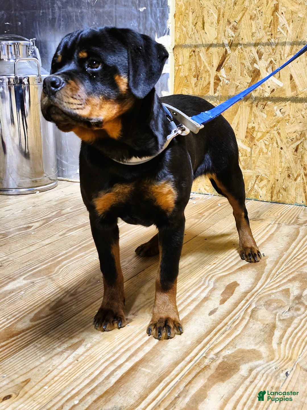 Rottweiler dogs for sale: Bessie - Ad 7