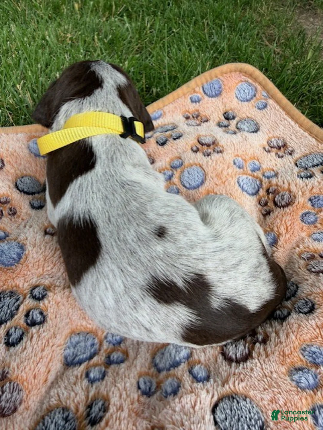 Wirehaired Pointing Griffon dogs for sale: Puppy 6 - Ad 2