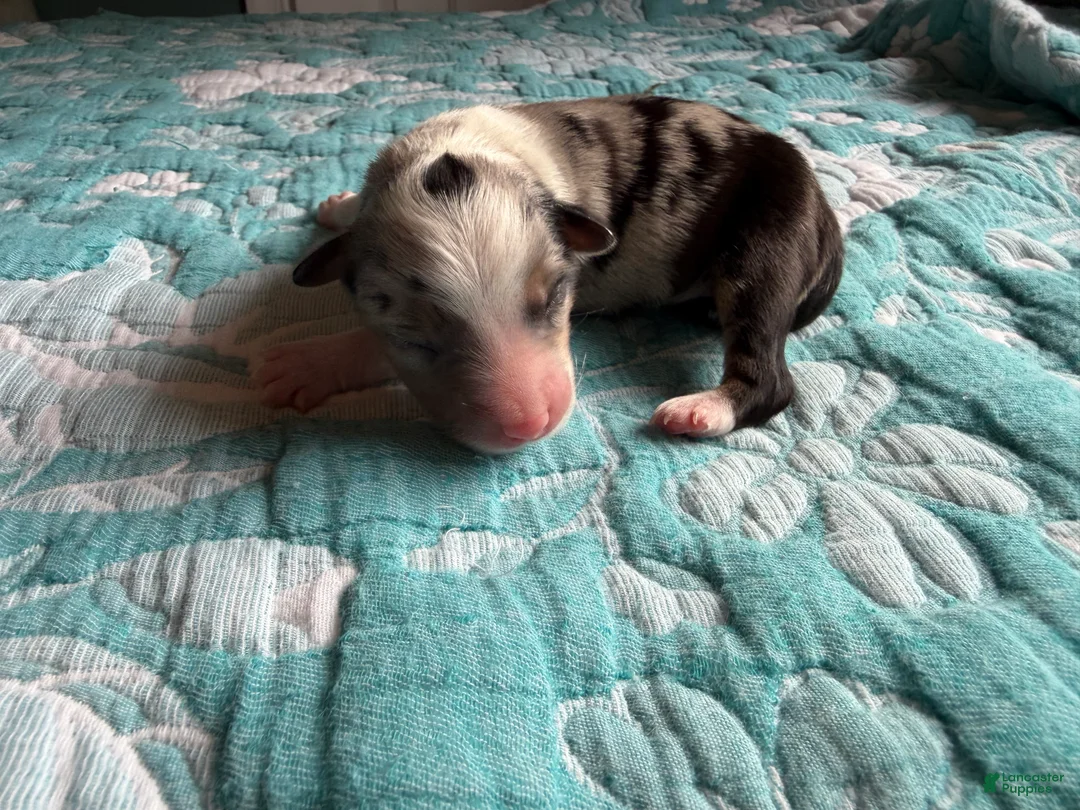 Australian Shepherd dogs for sale: Abilene  - Ad 2