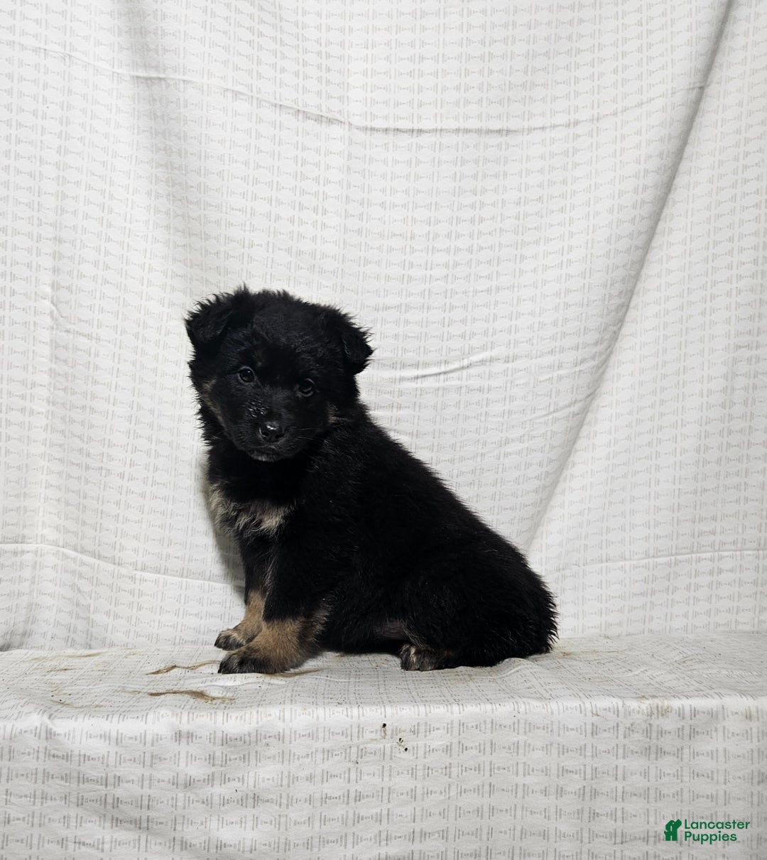 Mixed Breed dogs for sale: Holly - Ad 8
