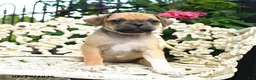 Jug dogs for sale: Patty - Ad 3