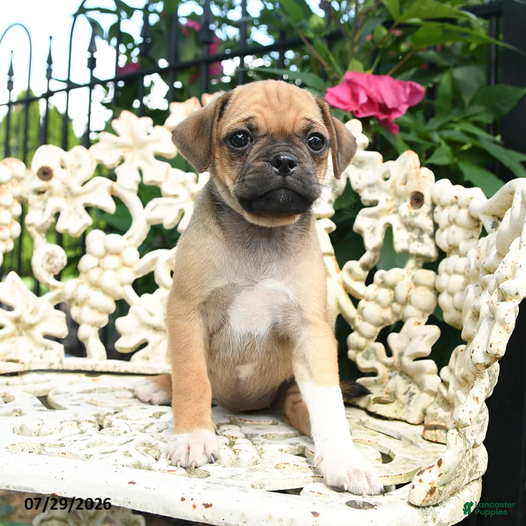 Jug dogs for sale: Patty - Ad 3