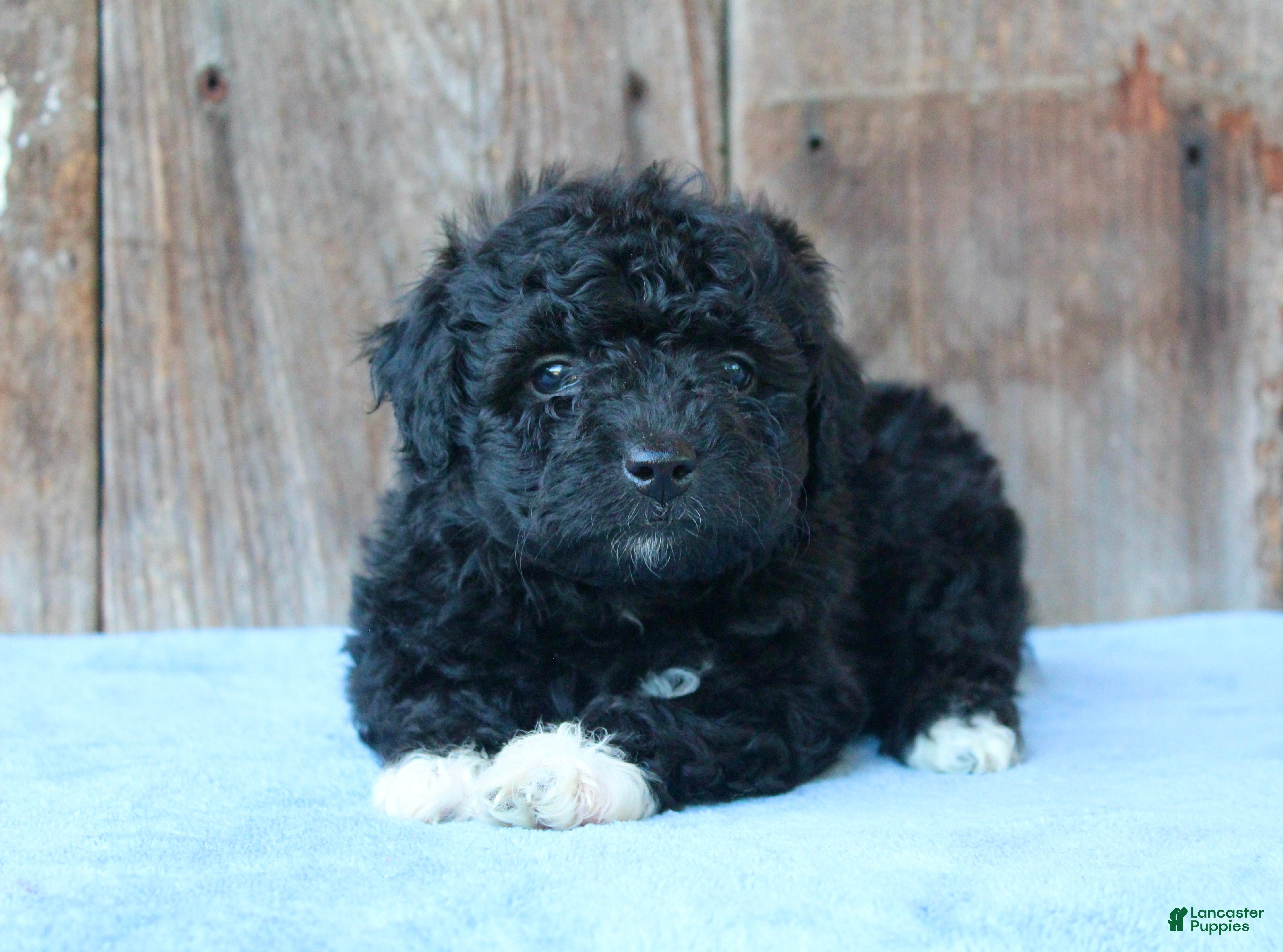 Mixed Breed dogs Elinor (toy) - Ad 1