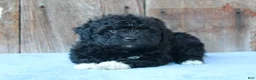Mixed Breed dogs for sale: Elinor (toy) - Ad 1