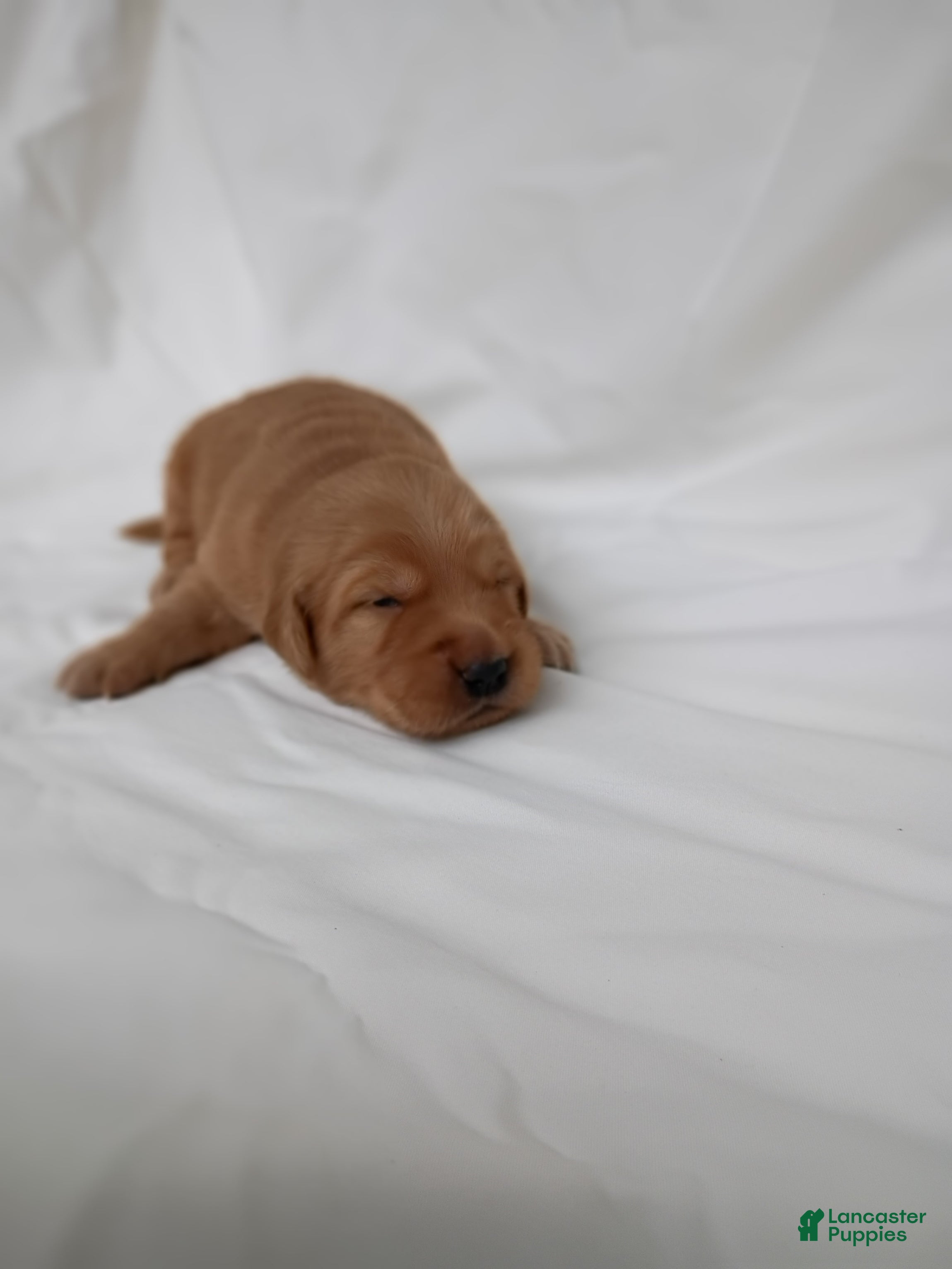 Golden Retriever dogs Golden Retriever 2 - Ad 1