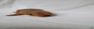 Golden Retriever 2