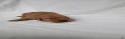 Golden Retriever dogs for sale: Golden Retriever 2 - Ad 1