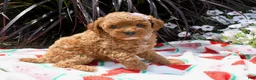 Miniature Poodle dogs for sale: Bethlin - Ad 3