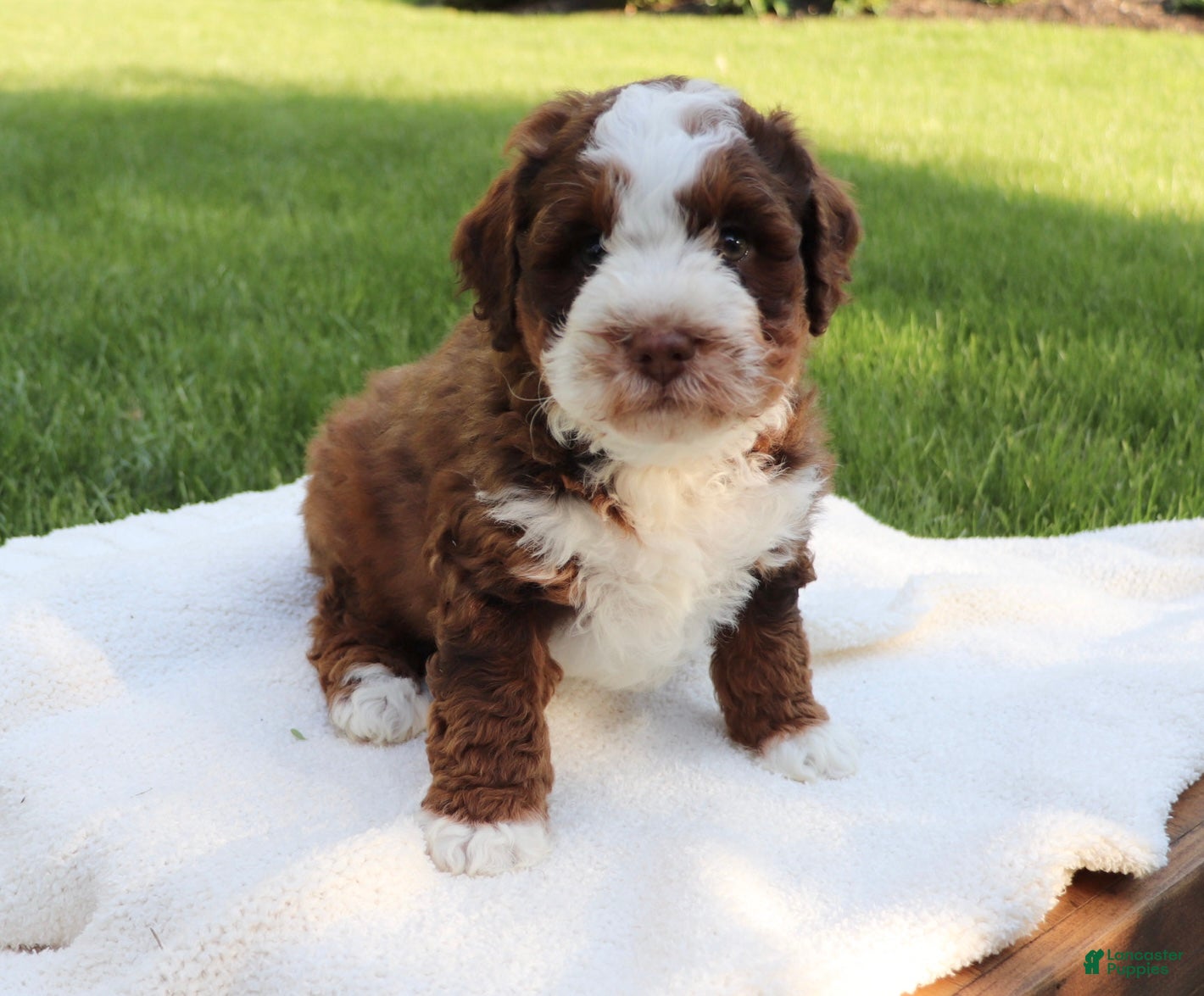 Mini Bernedoodle dogs Teddy - Ad 1