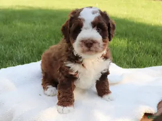 Mini Bernedoodle dogs for sale: Teddy - Ad 2