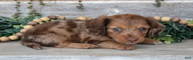 Trixie