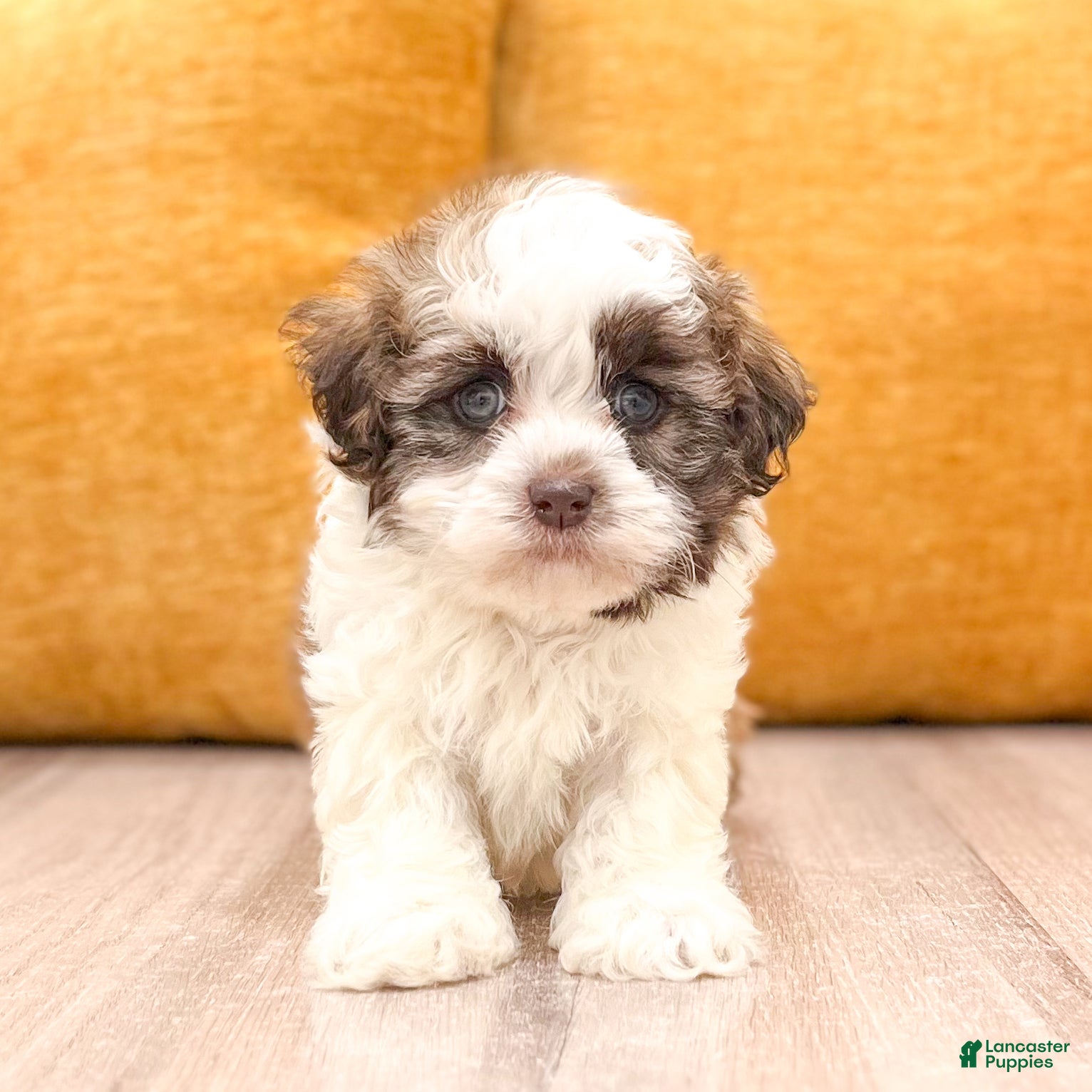Havanese dogs Benson - Ad 1