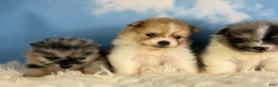 Pomeranian dogs for sale: ACA Picasso tiny - Ad 7