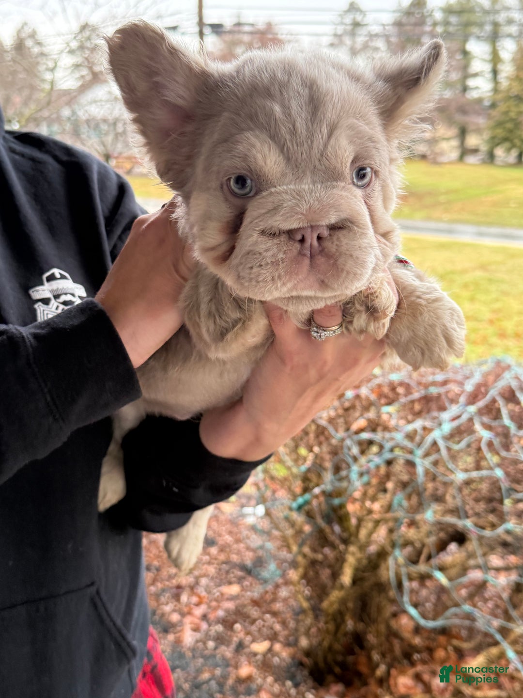 French Bulldog dogs for sale: Frosty - Ad 5