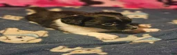 Chihuahua dogs for sale: Butter (T-Cup) - Ad 4
