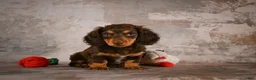 Miniature Dachshund dogs for sale: Sophie - Ad 11