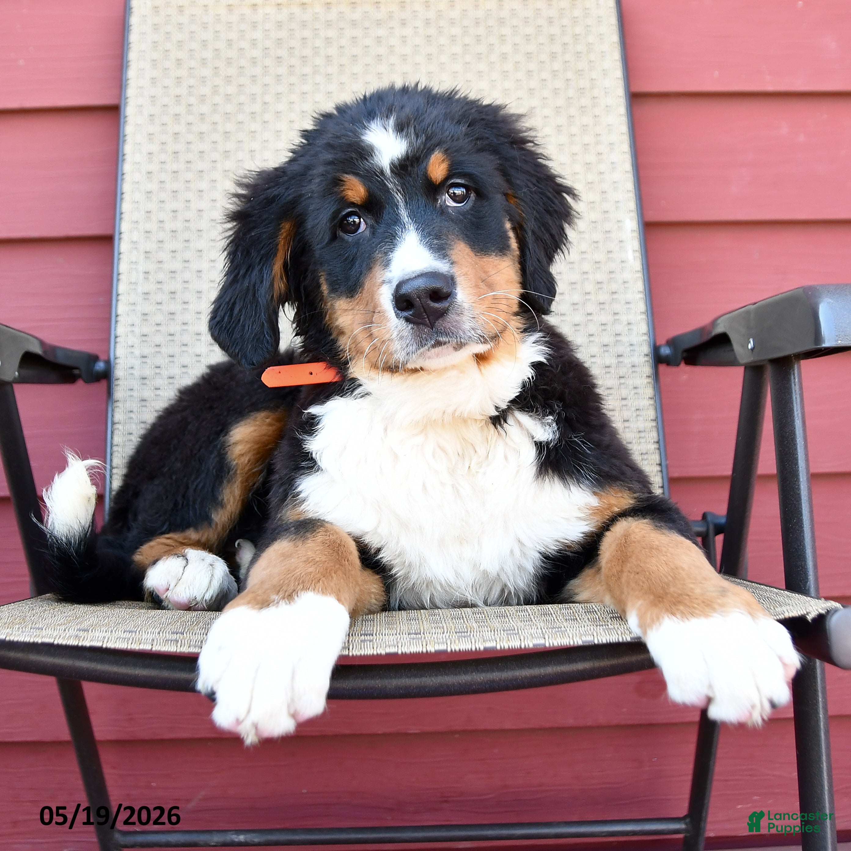 Bernese Mountain Dog dogs Jimmy - Ad 2