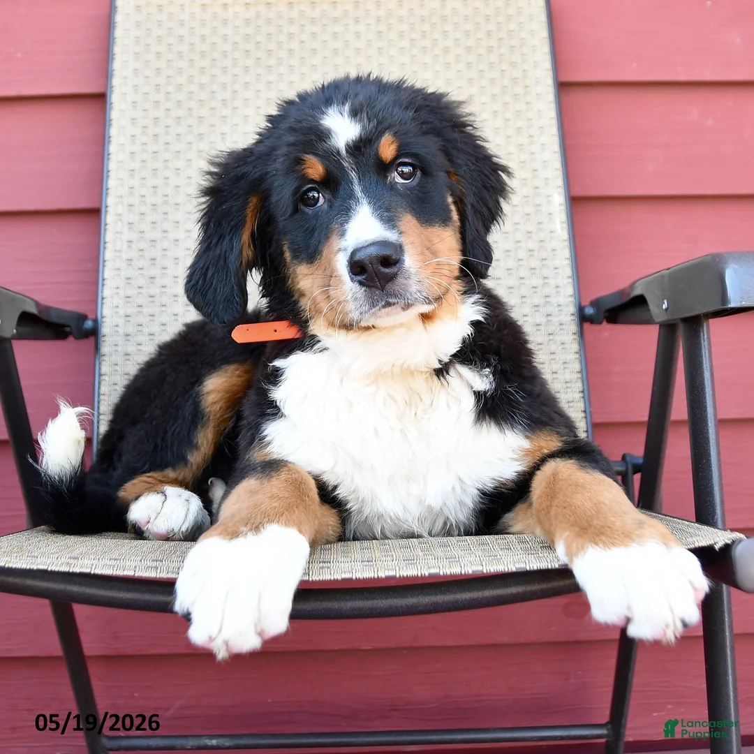 Bernese Mountain Dog dogs for sale: Jimmy - Ad 2