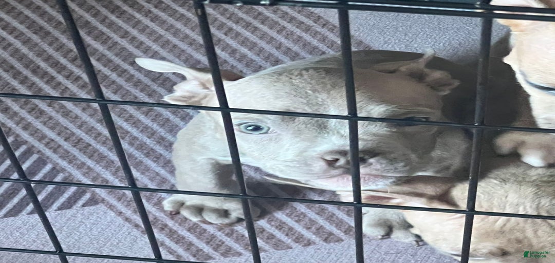 Gallery Image {{count}}