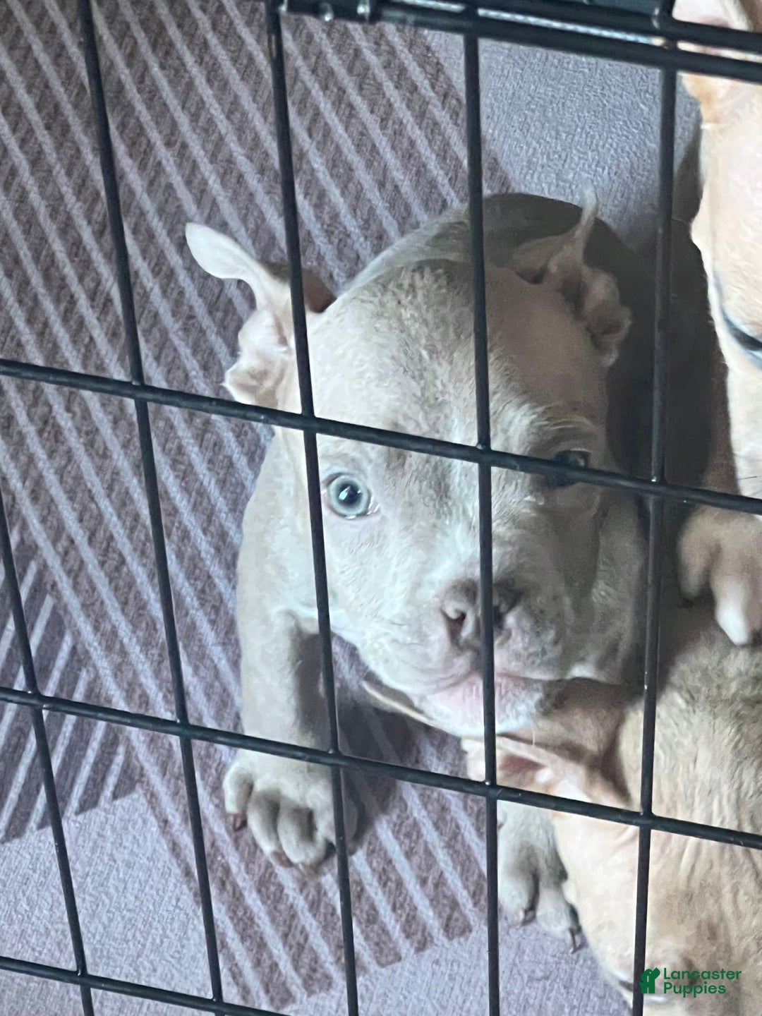 Gallery Image {{count}}