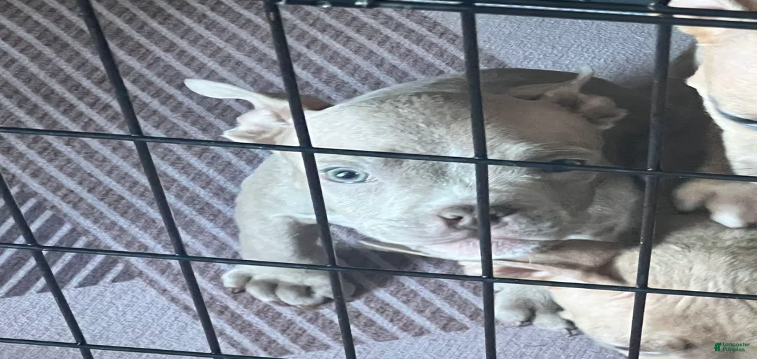 Gallery Image {{count}}